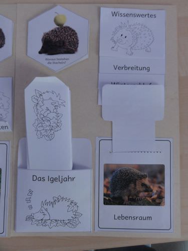 Vorlagen Einfaches Igel Lapbook Zaubereinmaleins Designblog