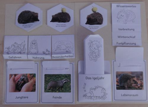 Vorlagen Einfaches Igel Lapbook Zaubereinmaleins Designblog