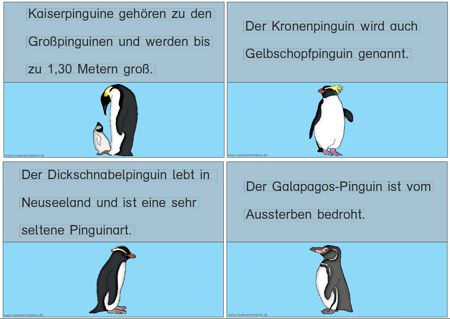 Miniwissen: Pinguine